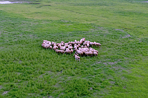 草地  羊群 放牧