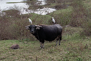 阳朔  桂林山水  渡头  河流  河滩  吃草的牛  视频素材
