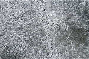 4K黑龙江碾子山区林场雾凇视频素材
