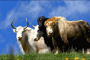 4K雪山草原牦牛羊群马花朵蓝天白云群山多镜头视频素材
