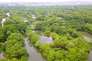 4K杭州西溪湿地公园湖面水面植物树林视频素材