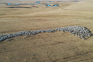 4K草原河流放羊羊群视频素材
