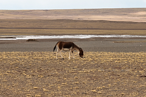 4K玉树藏族自治州可可西里无人区野生珍惜动物西藏野驴视频素材